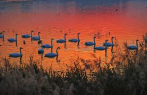 來(lái)約！萬(wàn)只白天鵝在三門(mén)峽等你